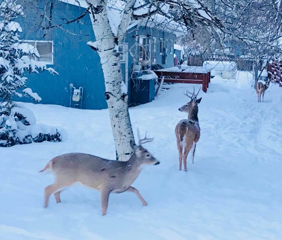 Montana snow photos from readers
